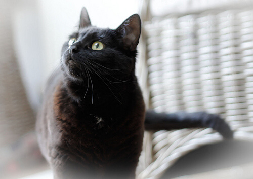 χρήσεις του ελαιόλαδου - γάτα