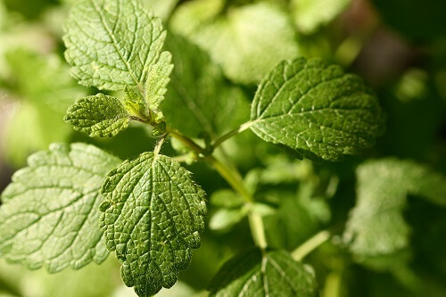 φυτά για τη βελτίωση της διάθεσης