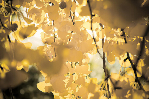 Ανακουφιστείτε από τους πόνους της φλεβίτιδας - Κιτρινισμένα φύλλα δέντρου