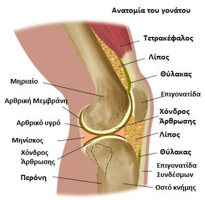 Αντιμετώπιση πόνου στα γόνατα - Ανατομία γονάτου