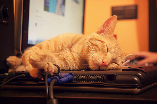 Γάτα κοιμάται πάνω σε φορητό υπολογιστή