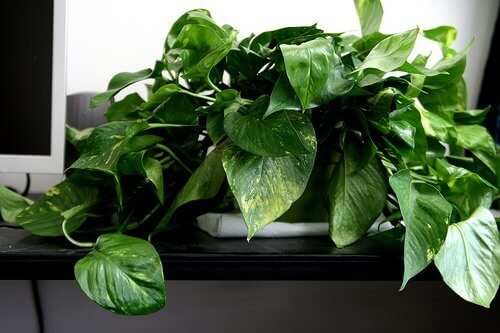 Το φυτό επίπρεμνο για τον καθαρισμό του αέρα στο σπίτι