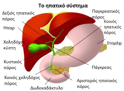 Το ηπατικό σύστημα
