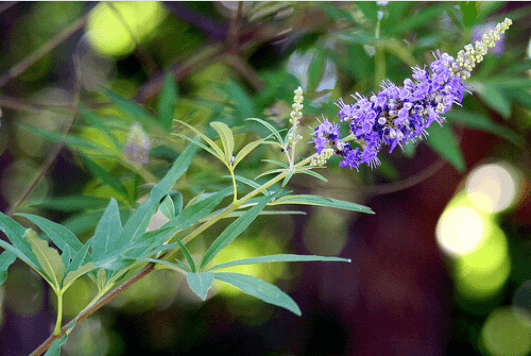 κύκλος δεν είναι κανονικός
