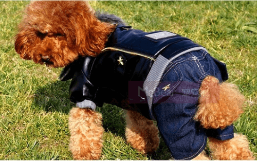 Παλιά τζιν - Σκύλος με τζιν ρούχα