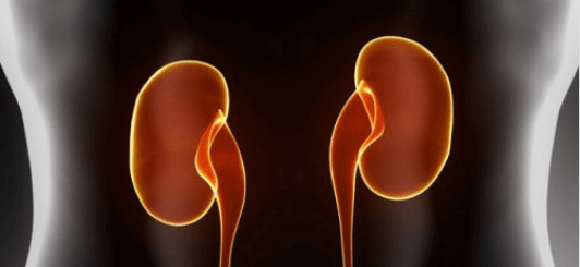 νεφρά απο τα οργανα που επηρεάζει το στρες