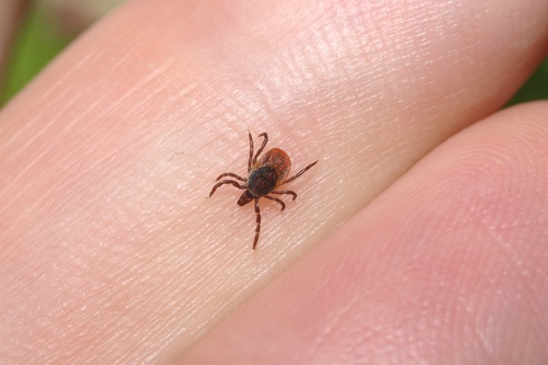 νόσος του Lyme