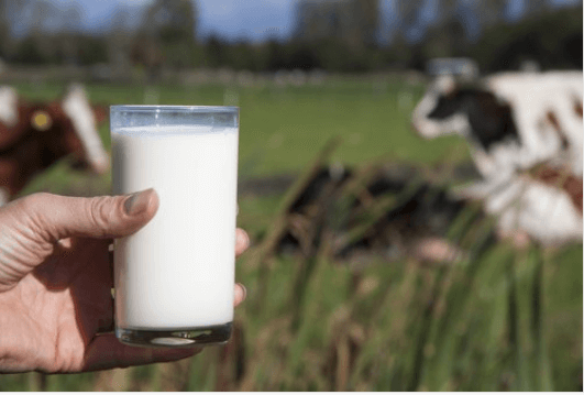 Γιατί δεν πρέπει να πίνουμε το αγελαδινό γάλα;