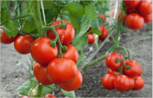 Πως να καλλιεργήσετε ντομάτες στο σπίτι σας εύκολα