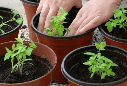 Πως να καλλιεργήσετε ντομάτες στο σπίτι σας, διαδικασία φυτέματος