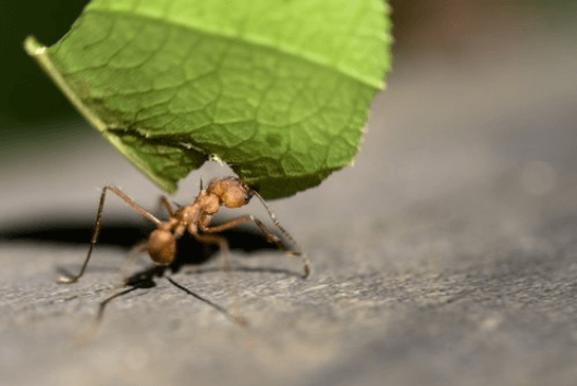 Χρήσεις του λεμονιού - Μυρμήγκι κουβαλά φύλλο