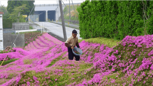 Ένας άνδρας φύτεψε χιλιάδες λουλούδια για την τυφλή γυναίκα του