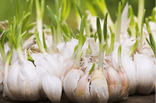 σκόρδο -τροφές πλούσιες σε φλαβονοειδή