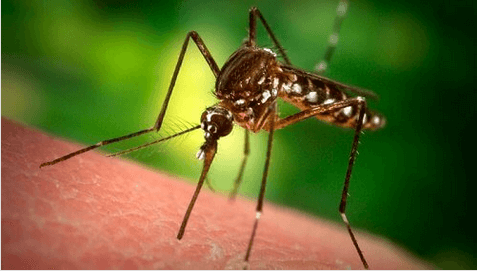 Γιατί τα κουνούπια τσιμπάνε εμένα και όχι τους άλλους;