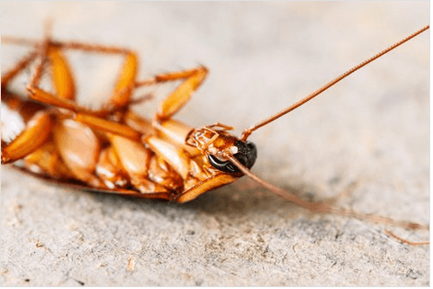 Απωθήστε τα έντομα - Κατσαρίδα