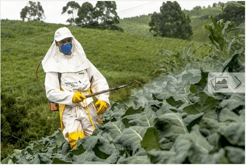 Πως θα ξεπλένετε τα φυτοφάρμακα από φρούτα και λαχανικά