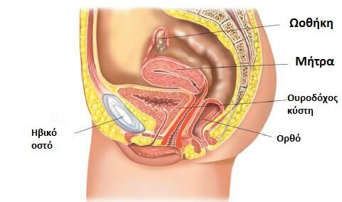 Ασκήσεις Kegel: