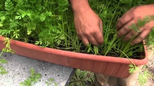 Πώς να καλλιεργήσετε καρότα στο σπίτι - Γλάστρα με καρότα