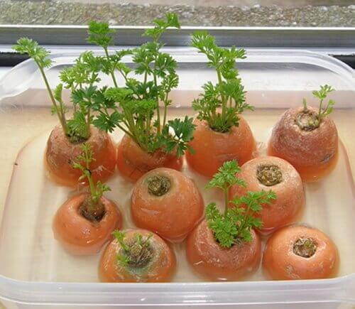 Πώς να καλλιεργήσετε καρότα στο σπίτι - Κομμένα καρότα