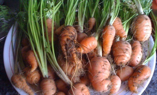 Πώς να καλλιεργήσετε καρότα στο σπίτι. Είναι εύκολο