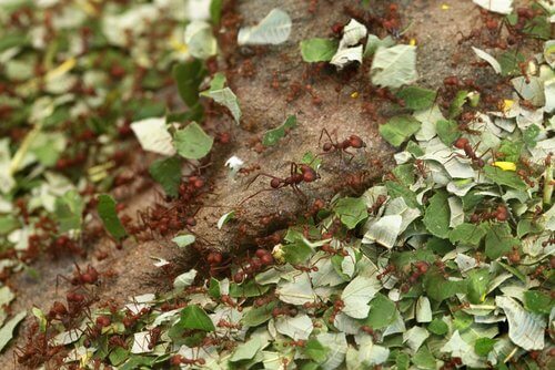 Χρήσεις της κανέλας - Μυρμήγκια