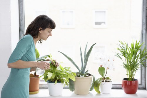 8 φυτά που καθαρίζουν τον αέρα του σπιτιού σας