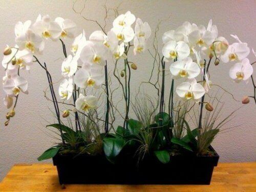λευκή ορχιδέα, φυτά που καθαρίζουν τον αέρα του σπιτιού σας