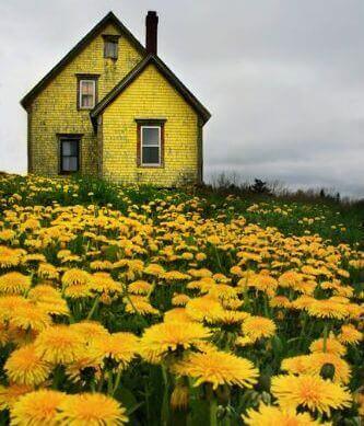 κίτρινο σπίτι σε λιβάδι κριτική για τους άλλους
