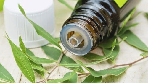 έλαια για να απαλλαγείτε από τα θηλώματα τειοδεντρο