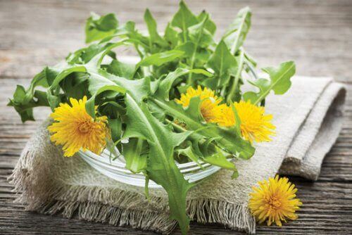 Φύλλα και άνθη για έγχυμα πικραλίδας