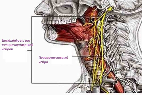 Πνευμονογαστρικό νεύρο