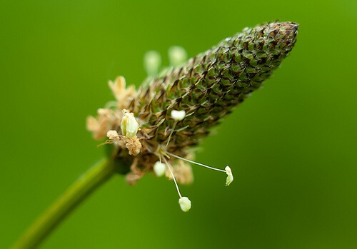 Σύνδρομο ευερέθιστου εντέρου, πεντάνευρο