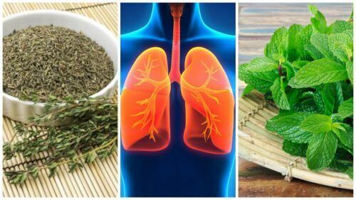 8 βότανα για πιο υγιείς πνεύμονες: Ποια είναι