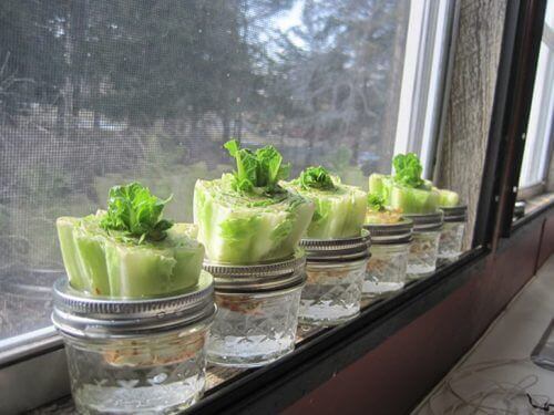 πράσινη σαλάτα- λαχανικά που μπορείτε εύκολα να ξαναφυτέψετε