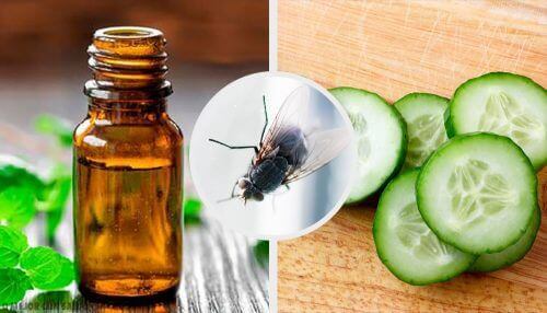 Κρατήστε τις μύγες μακριά με αυτά τα 7 φυσικά εντομοαπωθητικά