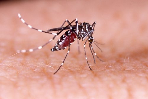 Τέσσερις εκπληκτικές χρήσεις για την ασπιρίνη που μάλλον δεν έχετε ξανακούσει, ανακούφιση από τσιμπήματα