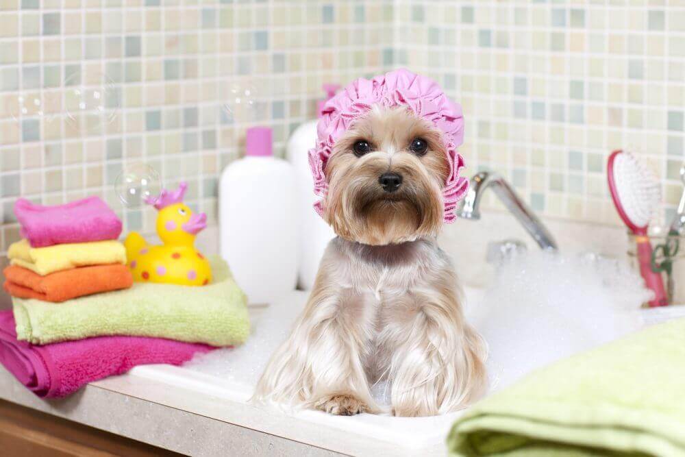 σκύλος σε μπανιέρα
