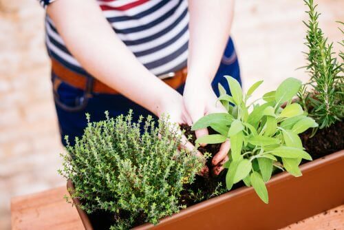 Δημιουργήστε έναν κήπο μινιατούρα στο σπίτι - Κοπέλα φροντίζει μια γλάστρα