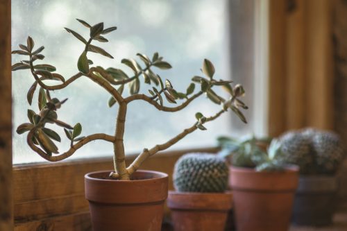 7 πλεονεκτήματα του να έχετε κάποιο φυτό στο σπίτι