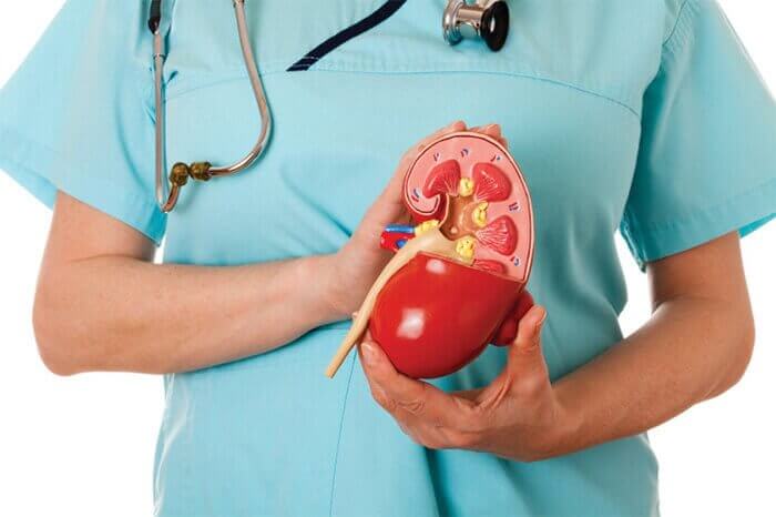 Όργανα του σώματος - Γιατρός κρατά πλαστικό νεφρό