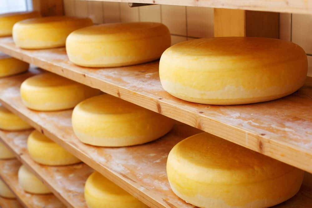Ποικιλίες τυριών - Τυρί τσένταρ ωριμάζει