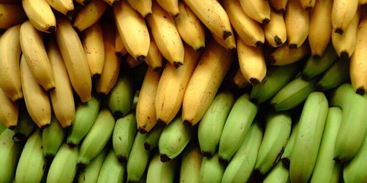 Μπανάνες Αντιλλών ή πλαντάγο: σε τι διαφέρουν από τις κανονικές