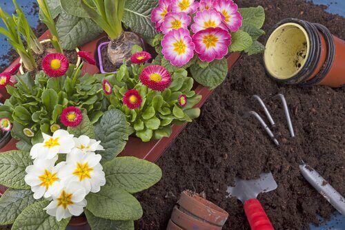 10 φυτά που μπορείτε εύκολα να μεγαλώσετε στον κήπο σας