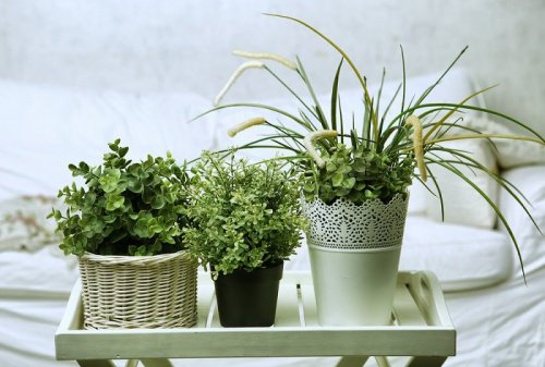 τρεις γλάστρες σε σπίτι, φυτά που μπορείτε να φροντίσετε εύκολα