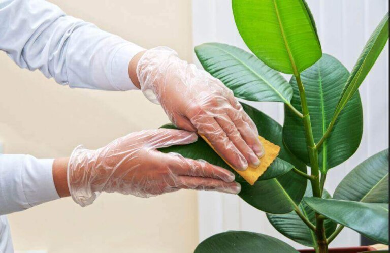 Πώς να καθαρίζετε τα φύλλα από τα φυτά εσωτερικού χώρου