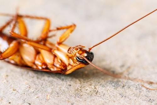 4 κόλπα για να κρατήσετε μακριά τις κατσαρίδες χωρίς εντομοκτόνα