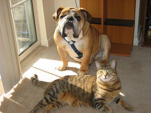 ένα κατοικίδιο στο σπίτι Σκύλος και γάτα