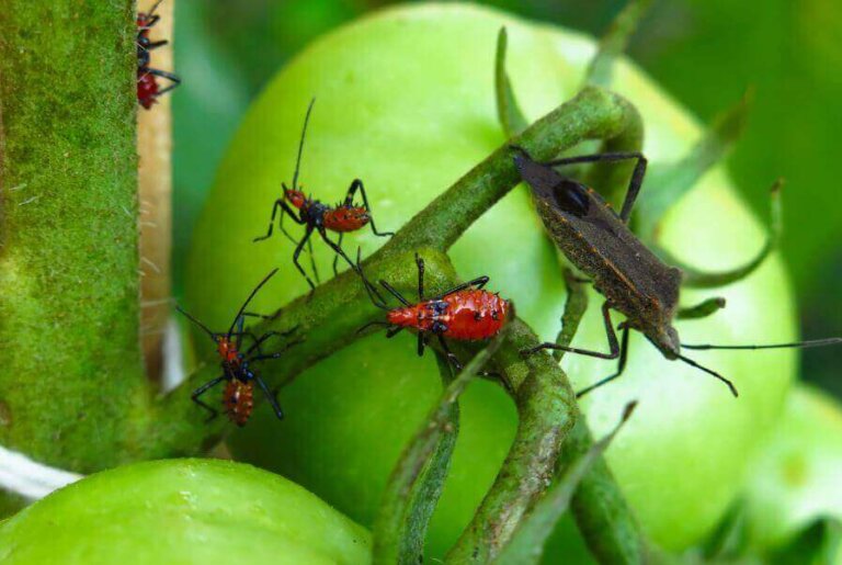 5 φυσικά δηλητήρια για να εξουδετερώσετε έντομα και παράσιτα