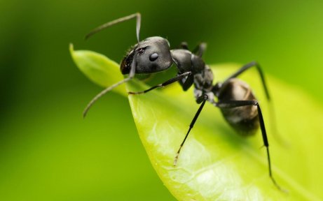 Μυρμήγκι σε φυλλο