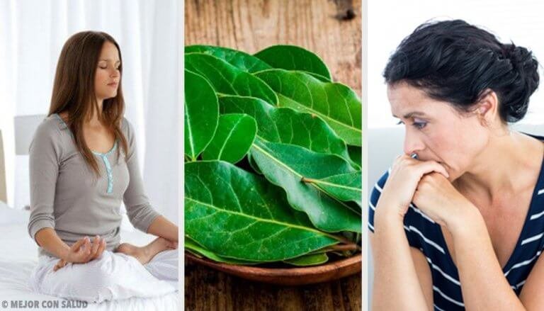 Φύλλα δάφνης: 7 οφέλη για την υγεία που δεν γνωρίζατε